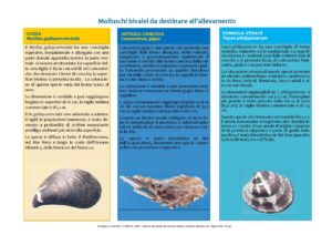 Approvvigionamento di novellame di molluschi bivalvi da destinare all'allevamento